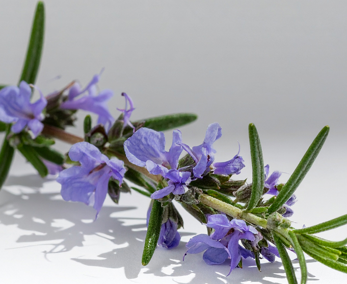 Ingredients of PNP serum